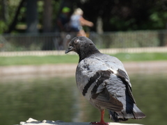Columba livia domestica