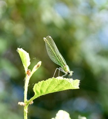 Calopteryx splendens