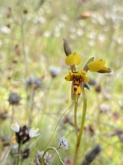 Diuris septentrionalis