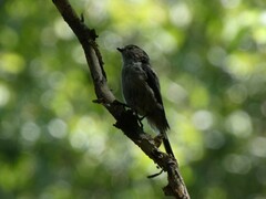 Aegithalos caudatus