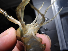 Procambarus clemmeri