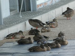 Anas platyrhynchos
