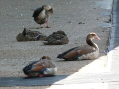 Anas platyrhynchos