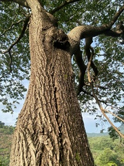 Handroanthus impetiginosus