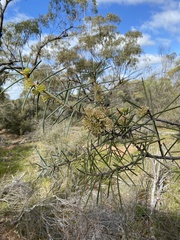 Hakea recurva