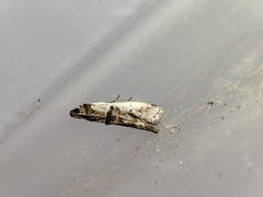 Pseudacrobasis tergestella