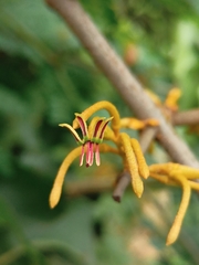 Scurrula