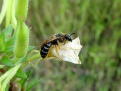 Halictus quadricinctus