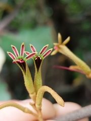 Scurrula