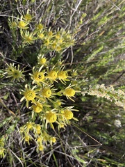 Leucadendron loeriense