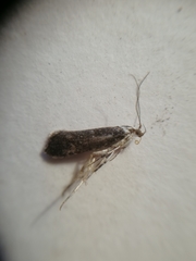 Ypsolopha vittella