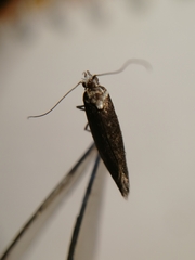 Ypsolopha vittella