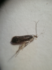 Ypsolopha vittella
