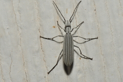 Epicauta costata