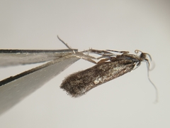 Ypsolopha vittella