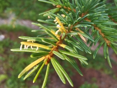 Chrysomyxa rhododendri