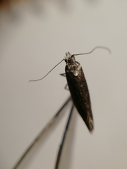 Ypsolopha vittella