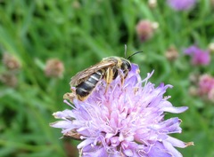 Halictus quadricinctus