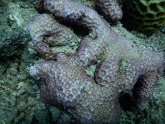 Leptastrea purpurea