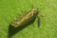 Acontia trabealis