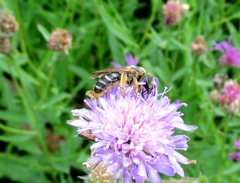 Halictus quadricinctus