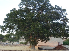 Quercus trojana