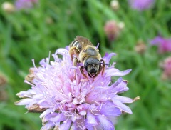 Halictus quadricinctus