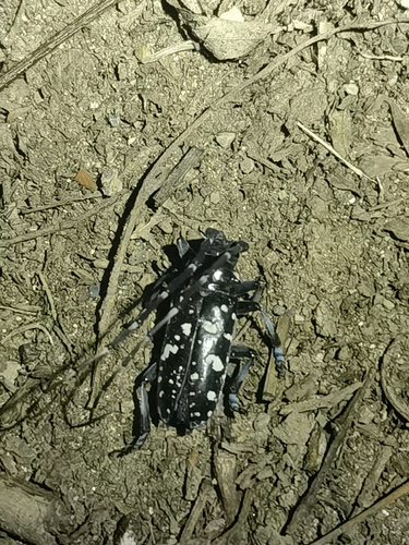 Asian Longhorned Beetle