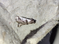 Pseudacrobasis tergestella