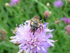 Halictus quadricinctus