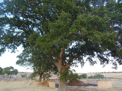 Quercus trojana