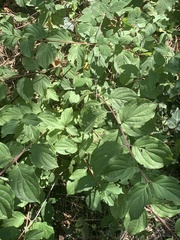 Cornus sanguinea