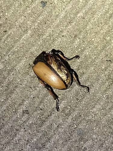 Prosopocoilus astacoides blanchardi
