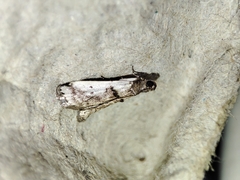 Pseudacrobasis tergestella