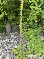 Verbascum gnaphalodes