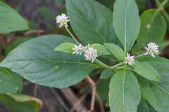 Alternanthera pubiflora