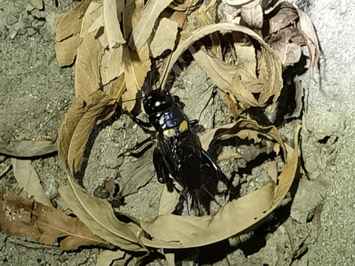 Southern Field Cricket