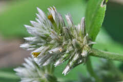 Alternanthera pubiflora