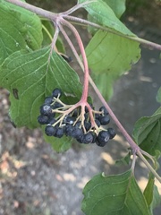Cornus sanguinea
