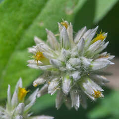 Alternanthera pubiflora