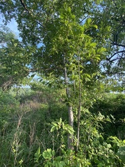 Lonchocarpus eriocarinalis
