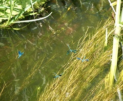 Calopteryx splendens