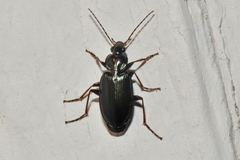 Agonum placidum
