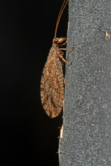 Micromus variolosus