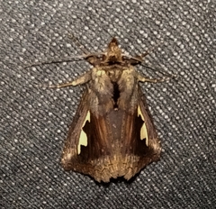 Didugua argentilinea