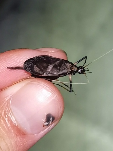 Asian Bell Cricket