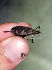 Meloimorpha japonica
