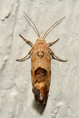 Ponometia libedis