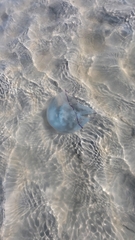 Rhizostoma octopus