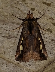 Didugua argentilinea